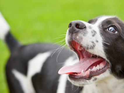 Mau hálito dos cães: conheça as causas e saiba como tratar