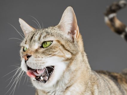 Mau hálito dos gatos: a halitose felina tem várias causas. Conheça-as!