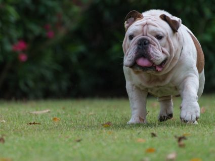 Obesidade canina: saiba colocar fim a este problema de saúde