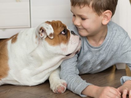 Bulldog personalidade: descubra 10 características desses cães