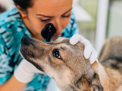 Cataratas nos cães: saiba identificar este problema ocular no seu amigo