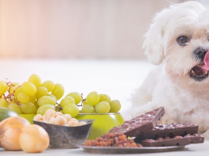 22 alimentos tóxicos para cães que não deve dar ao seu patudo