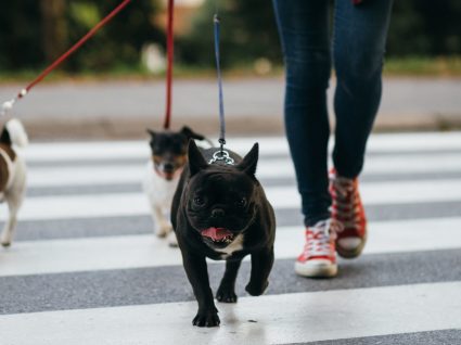 Passear o cão: benefícios e dicas para saídas mais tranquilas