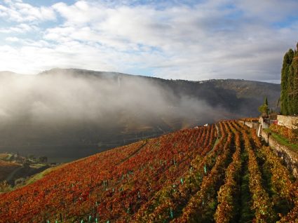 A Quinta Nova tem uma seleção premium de vinhos para um Natal com requinte