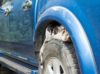 Animais no motor do carro: o que fazer e quais os perigos