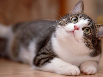 Tudo sobre a conjuntivite nos gatos