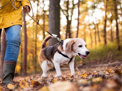 Como ensinar o cão onde fazer necessidades