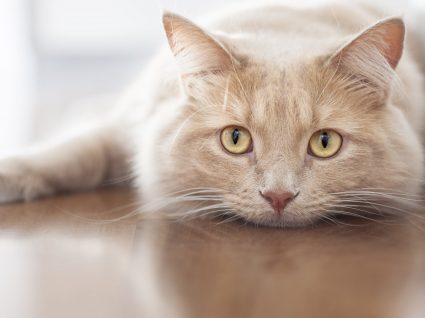 Bigode do gato ou vibrissas: qual a sua importância