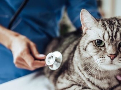 Como poupar nas despesas do veterinário: 7 dicas