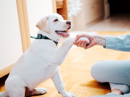 Reforço positivo em cães e gatos: tudo o que precisa de saber