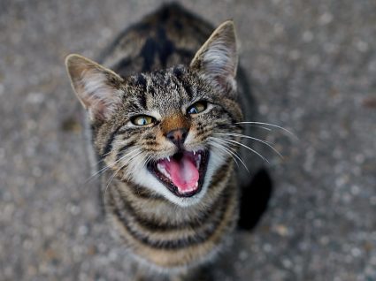 Tem um gato agressivo? Saiba como lidar