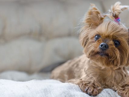 Nomes para cães pequenos: 92 sugestões que vai gostar