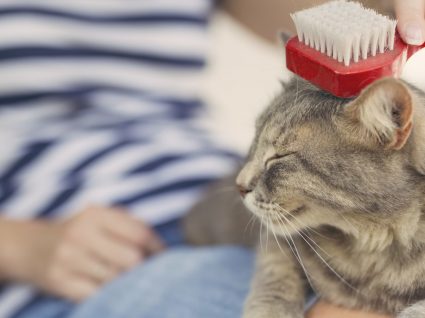 Escovas para gato: descubra a ideal para o seu felino