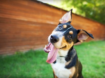 7 sugestões de creche para cães em Portugal