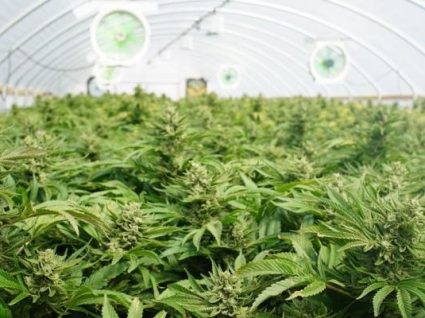 Lei da canábis medicinal entra hoje em vigor