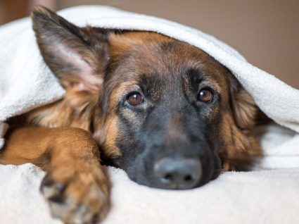 Otite canina: causas, sintomas e tratamento