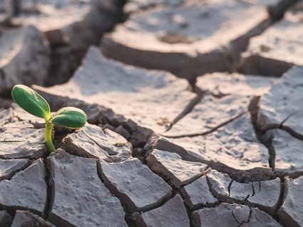 O futuro do vinho. Al Gore esteve no Porto a falar das alterações climáticas