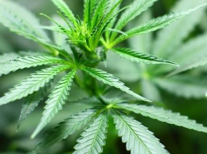 Infarmed publica indicações terapêuticas para o uso de canábis medicinal