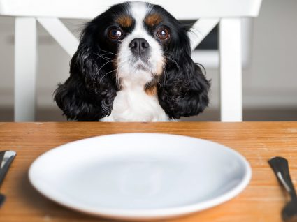 Restaurantes pet friendly em Lisboa e no Porto