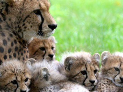 Em março há novas atividades no Jardim Zoológico