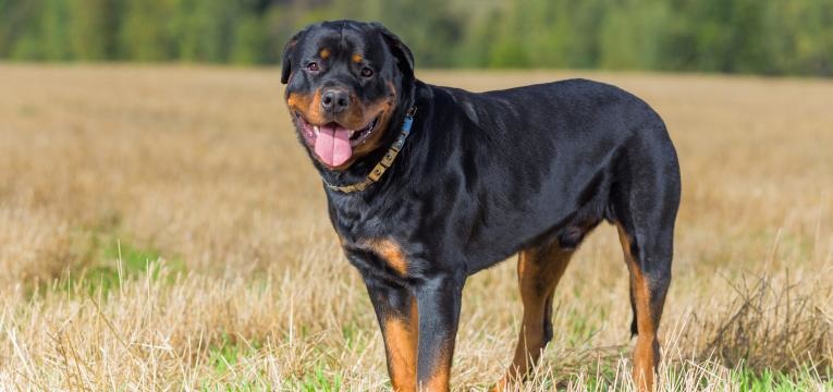 Rottweiler