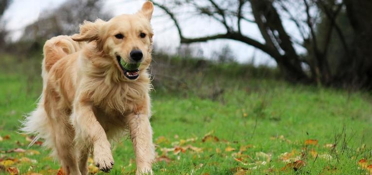 golden retriever