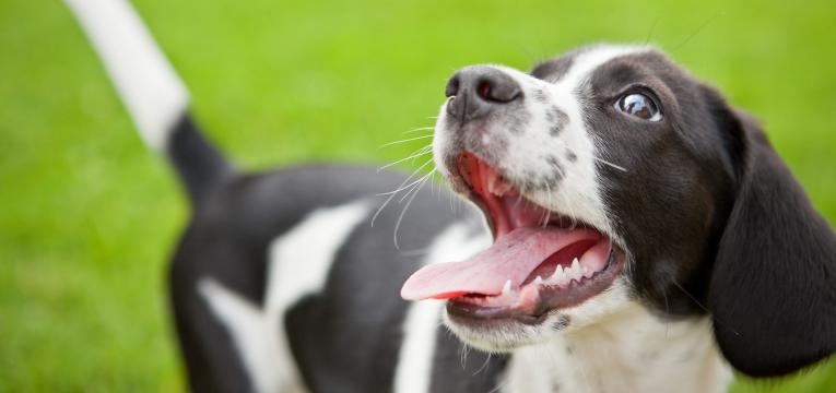 Os cães ladram para comunicar 