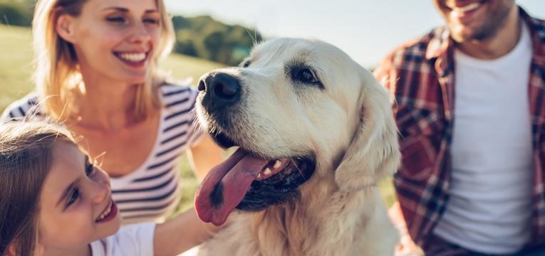 labrador