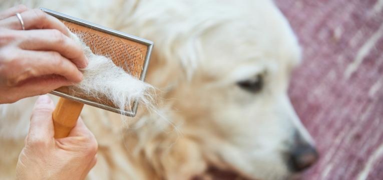 pelo golden retriever