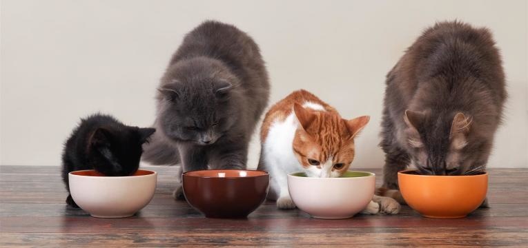 fome é um dos motivos por que os gatos ronronam