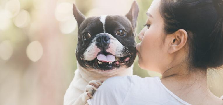 buldogue francÃªs