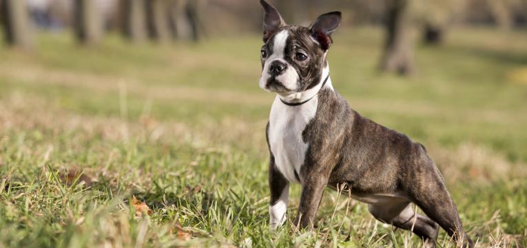 boston terrier a correr no relvado.