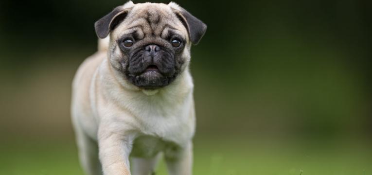 Pug a correr na relva.