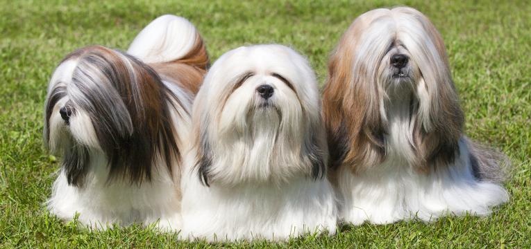 lhasa apso