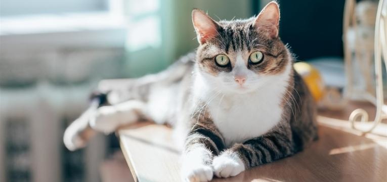 saiba tudo sobre a diabetes nos gatos