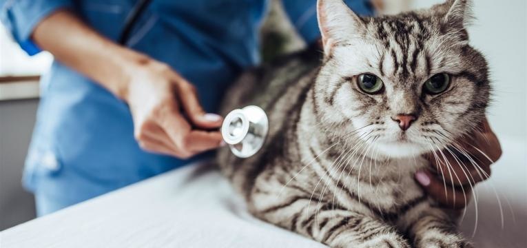 saiba como tratar a diabetes nos gatos