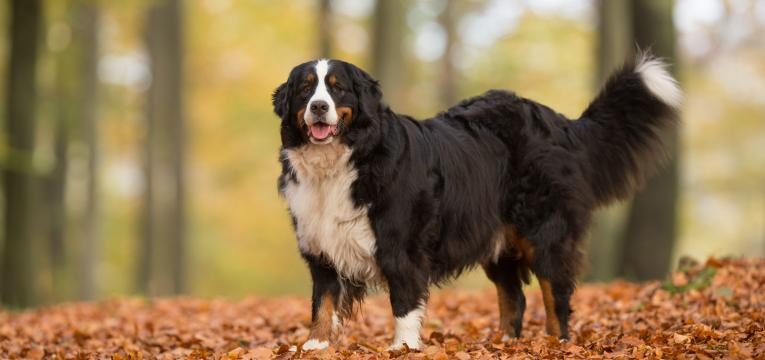 cancro nos cães