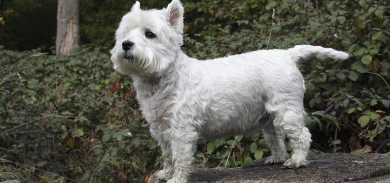 terrier escocês