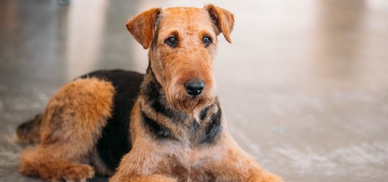 cancro nos cães