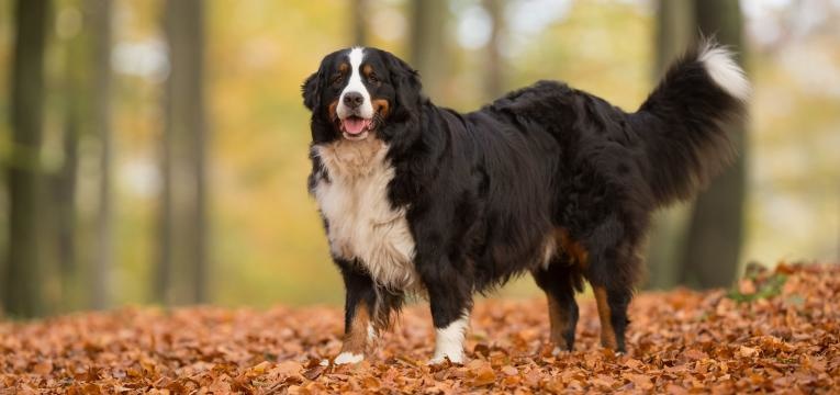 Berner Sennenhund Dog