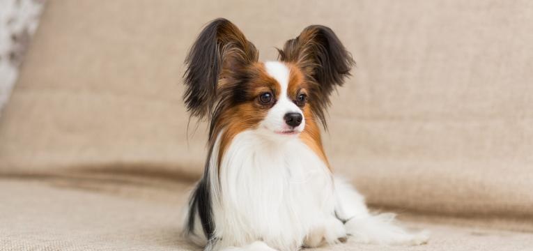 Papillon dog