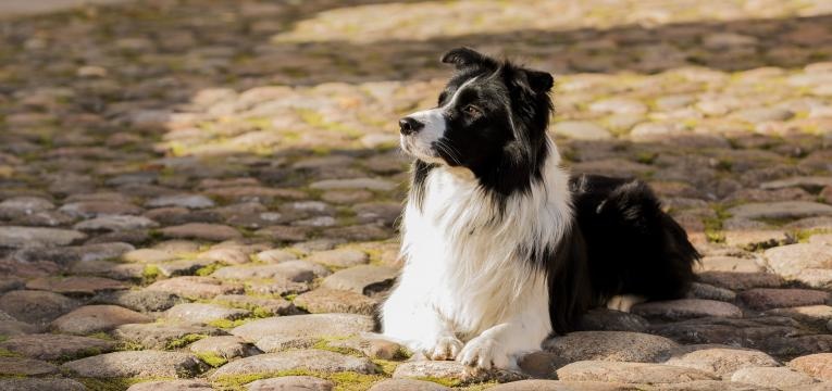 border collie