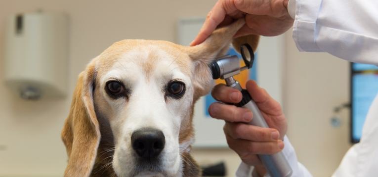 A temperatura corporal considerada normal no cão é entre 38 e 39ºC