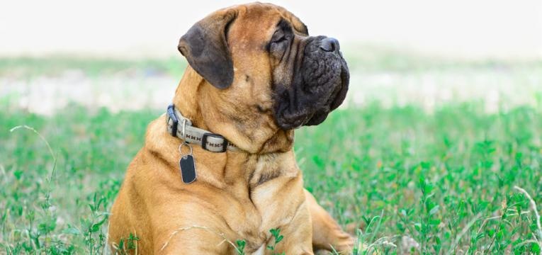 Bullmastiff