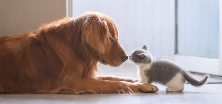 táticas para juntar cão e gato