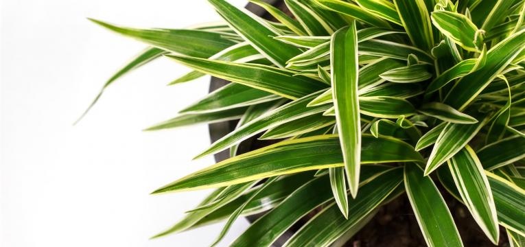 a Dracena é uma das plantas venenosas para animais