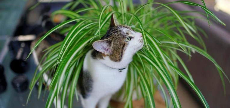 saiba quais são as plantas venenosas para animais