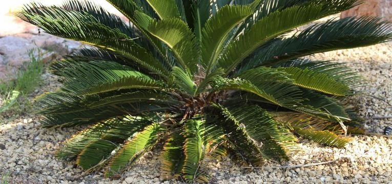 a Cycas Revoluta é uma das plantas venenosas para animais