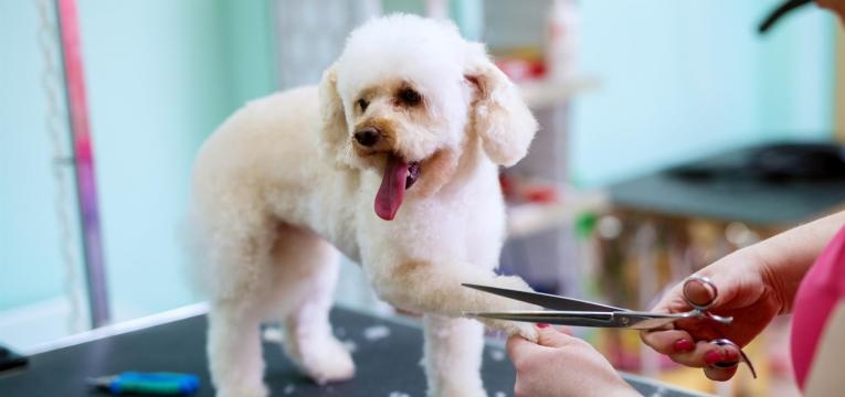 tosquiar o cão