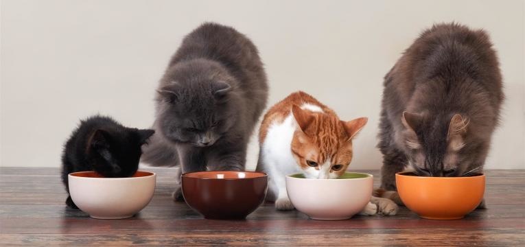 há mais do que um tipo de comida para gato